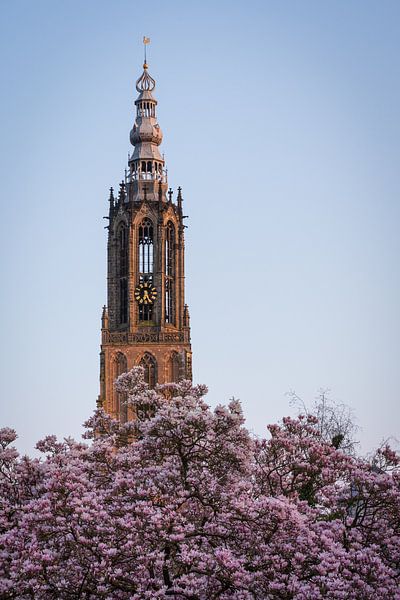 Onze Lieve Vrouwetoren van Amersfoort met bloesem zonsondergang van Michiel Dros