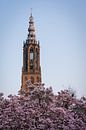 Onze Lieve Vrouwetoren van Amersfoort met bloesem zonsondergang van Michiel Dros thumbnail