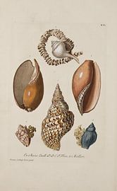 Deliciae Naturae selectae- G.W.Knorr, 1771 - Collectie Teylers Museum van Teylers Museum