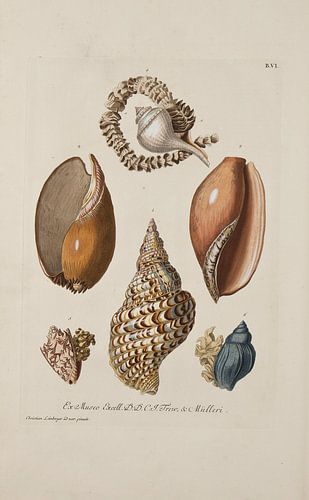 Deliciae Naturae selectae- G.W.Knorr, 1771 - Collectie Teylers Museum