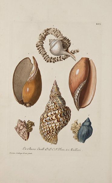 Deliciae Naturae selectae- G.W.Knorr, 1771 - Sammlung Teylers Museum von Teylers Museum