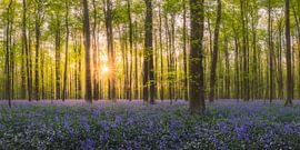 Sonnenaufgang im Wald mit Hyazinthen von Frans van der Boom
