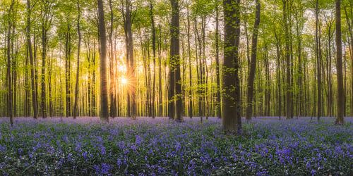 Zonsopkomst in bos met hyacinten van Frans van der Boom