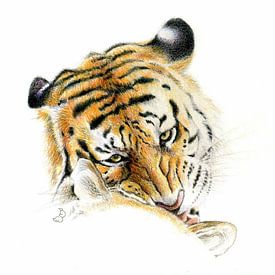 Siberian tiger by Bianca Snip