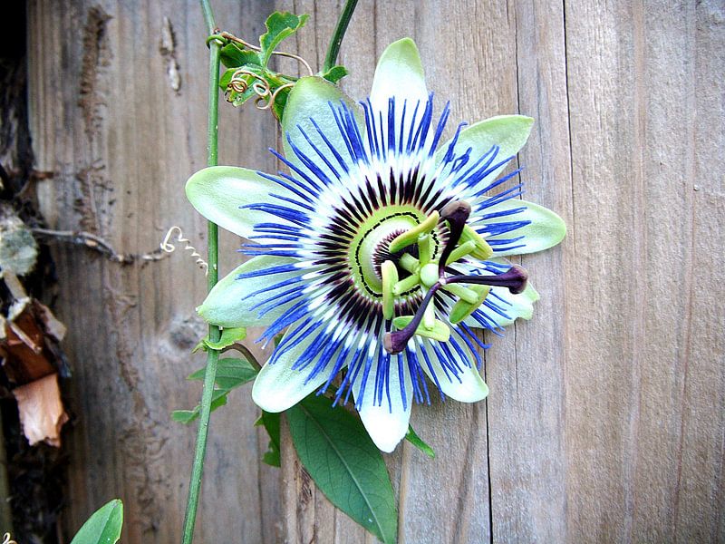 Passion van Desiree Barents