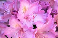 Pink Rhododendron by André Scherpenberg thumbnail