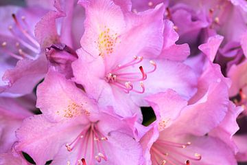 Roze Rhododendron van André Scherpenberg