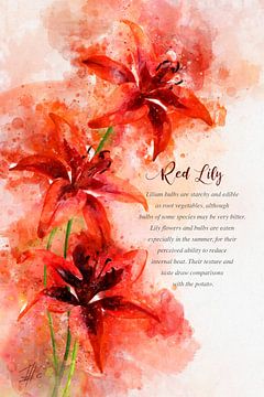 Rote Lilie von Theodor Decker