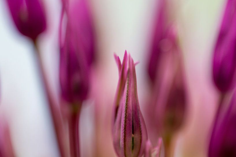 Ornamental onion/ allium by Siska Heus