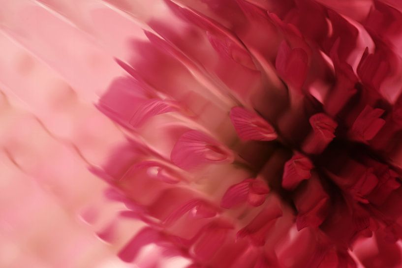 Rode klaver abstract van Johannes Schotanus