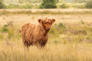 Junger schottischer Highlander in der Heide von Drenthe