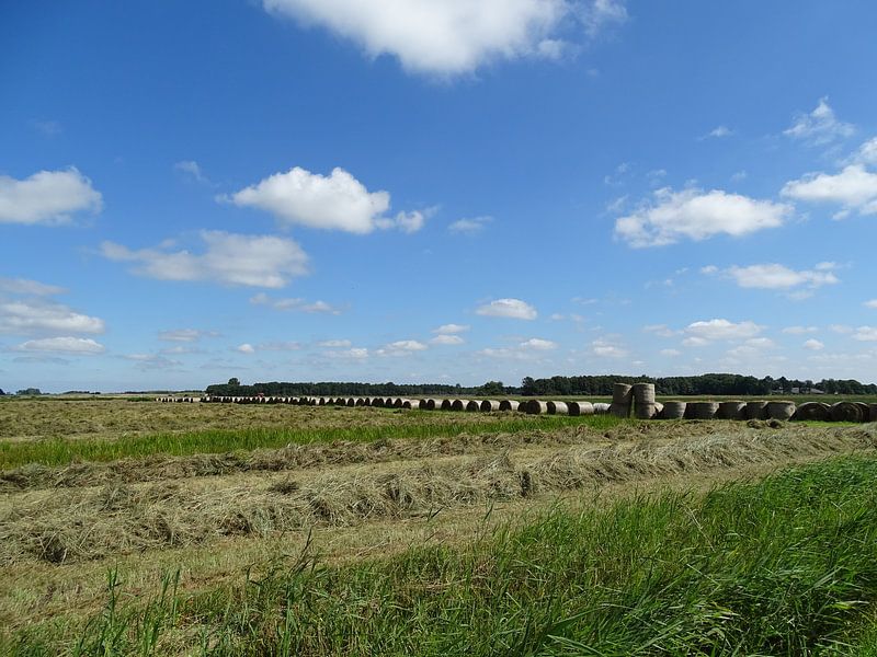 Die Ernte ist eingefahren von Tineke Laverman