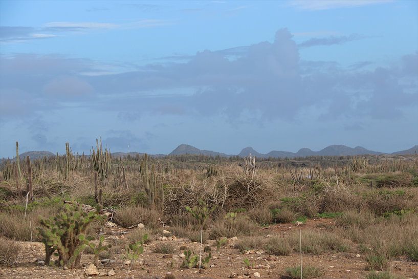 Landscape on Bonaire. by Silvia Weenink