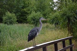 Ruhender Reiher von Michael van Eijk