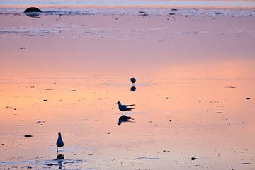 Möwen zum Sonnenuntergang bei Ebbe an der Ostsee von Martin Köbsch