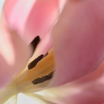 Pink tulip sur Gonnie van de Schans