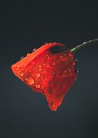 Coquelicot couvert de gouttes de pluie (Flos Rhoeados)