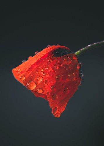 Coquelicot couvert de gouttes de pluie (Flos Rhoeados) sur Mehmet Ozkara