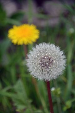 Dandelion and fluff ball (vertical)