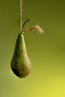 A modern still life - the pear - tone on tone