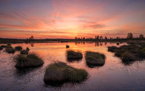 Brackvenn, Hautes Fagnes, Belgique