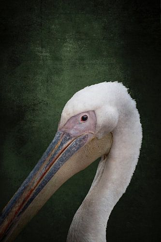 Natuurlijke Pracht Pelikaan met Groen in Diepte