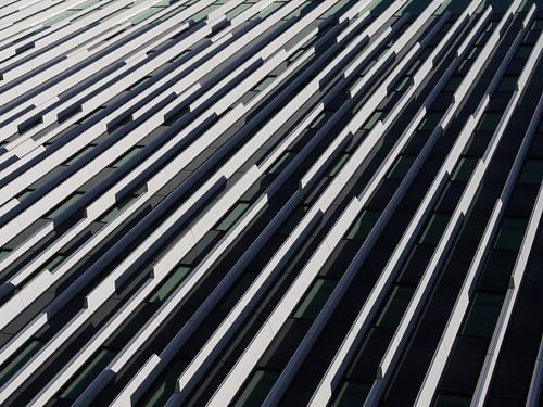 The white and black stripes