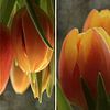 Tulips x 4  by Yvonne Blokland