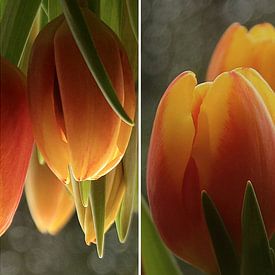 Tulips x 4  sur Yvonne Blokland