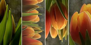 Tulips x 4 