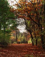 Wald im Herbst