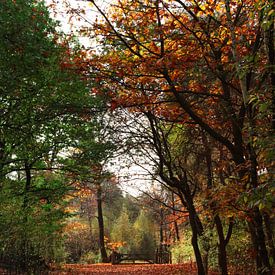 Bos in de herfst van The Art Page Of MG