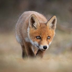 Renard roux sur Isabel van Veen