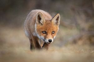Fox cub by Isabel van Veen
