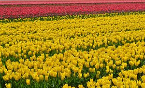 Tulipfield