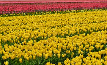 Tulipfield von JTravel