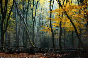 Ein bunter Wald von Kees van Dongen