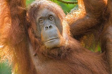 Orangutan Portrait by Elles Rijsdijk