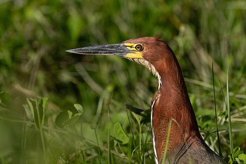Juveniele Rufescent Tiger-Heron in Mato Grosso van Glenn Vlekke
