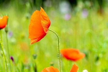 Mohnblumen in Grün von Mel van Schayk