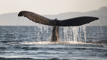 Duikende bultrug walvis in Canada van Leon Brouwer