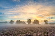 Mistige zonsopgang in de Westruper Heide van Michael Valjak thumbnail