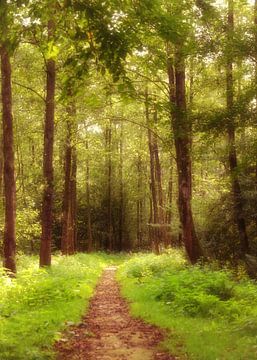 romantic forest path van Yvonne Blokland