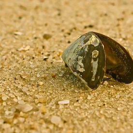 Mussel on the beach by Norbert Sülzner