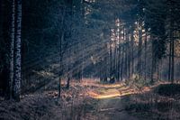 enlighten the path