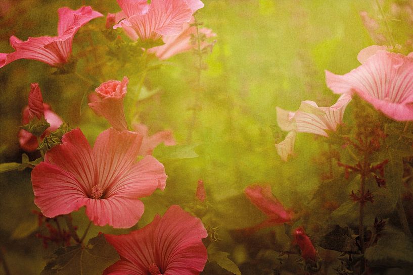 Bloemen, Malva van Marijke van Loon