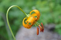 Wilde bloem