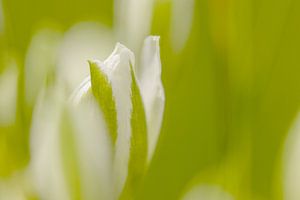 Fleur blanche en bouton