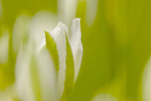 Weiße Blume in Knospe