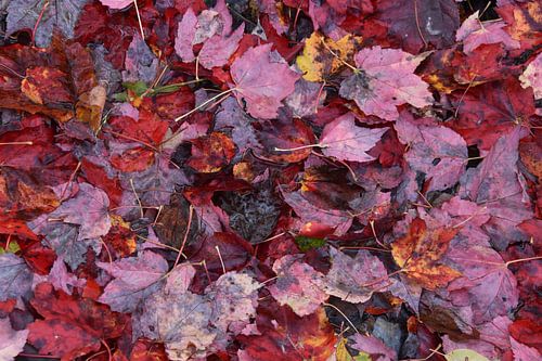 Het gebladerte van de herfst in het bos